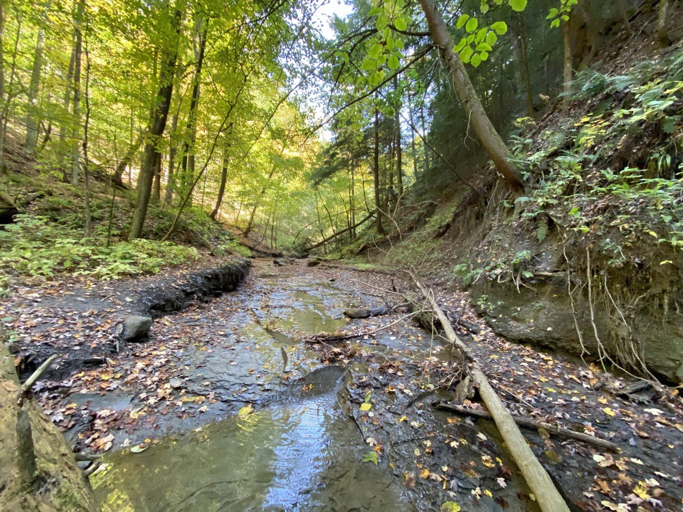A creek in the fall woods, October 2020.