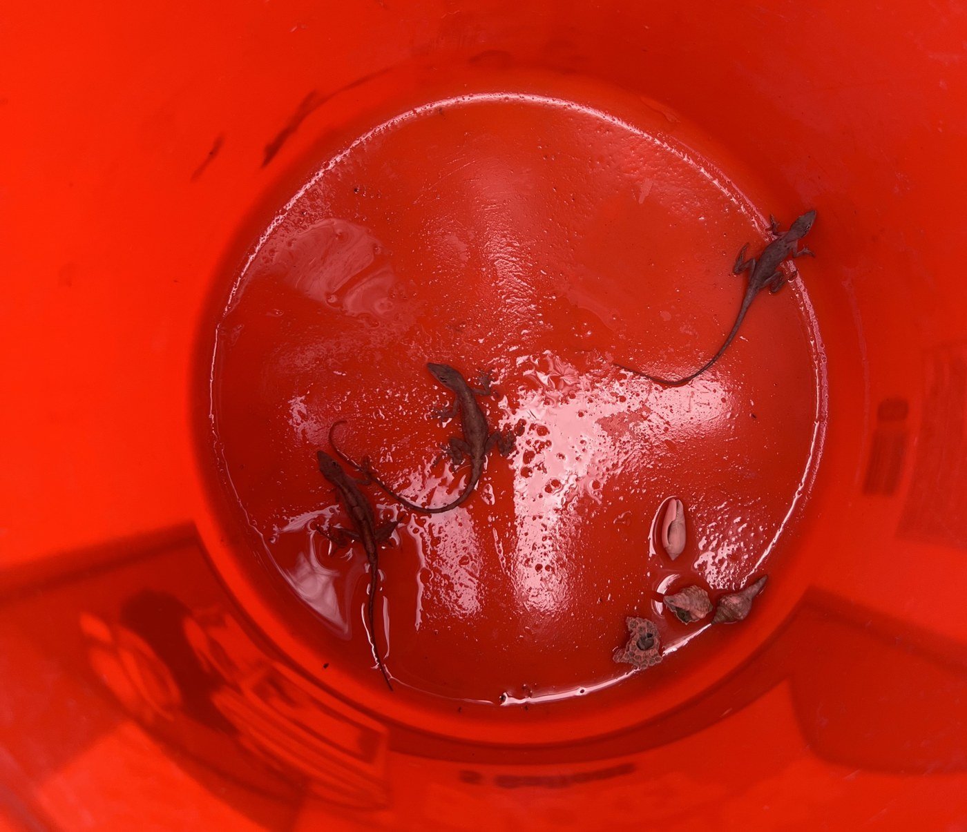 A bucket of lizards, May 2022.