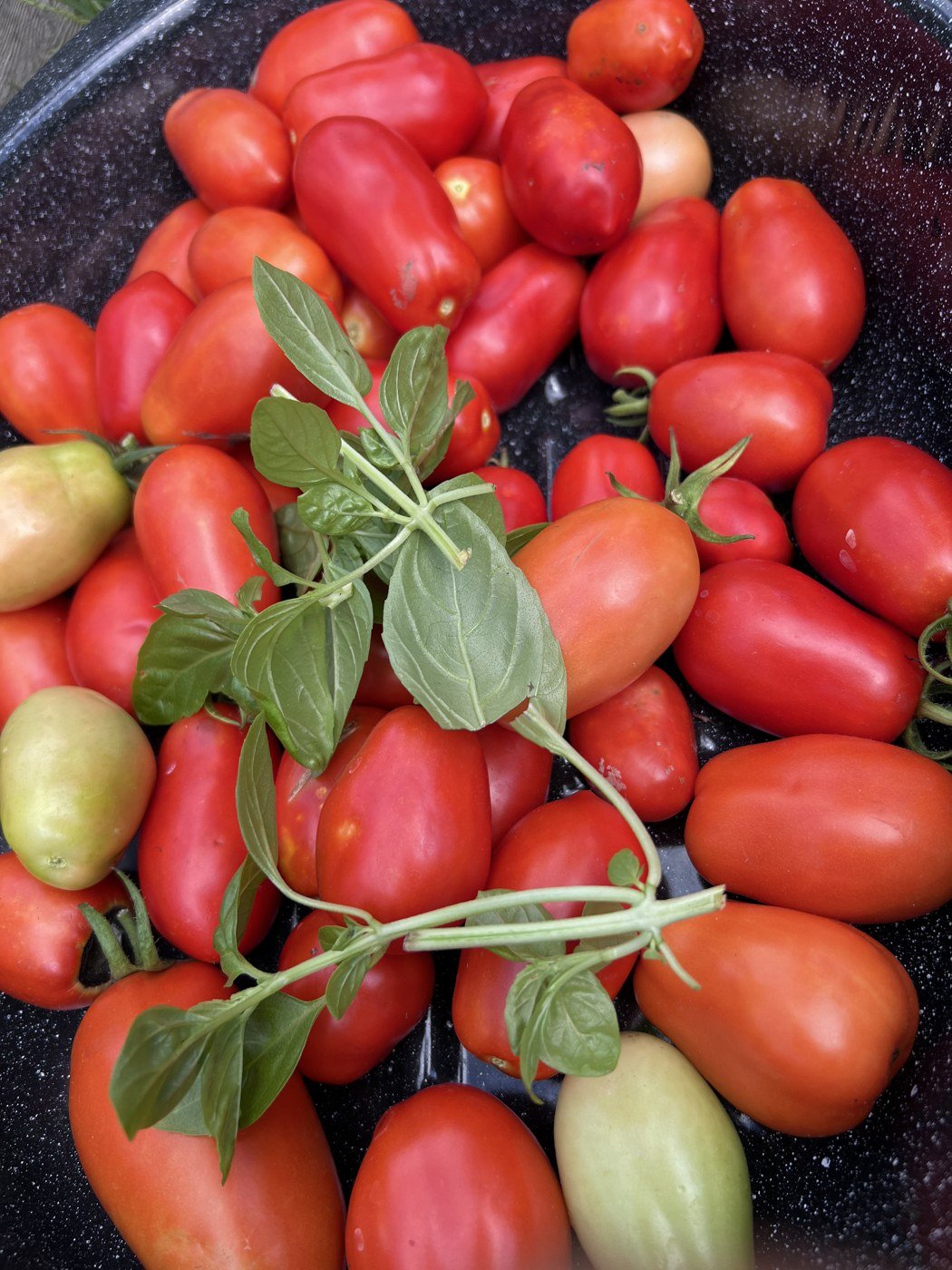 Tomatoes for canning, August 2022.