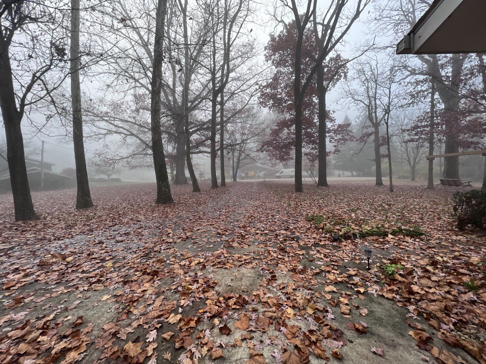 A foggy morning in the woods, November 2022.