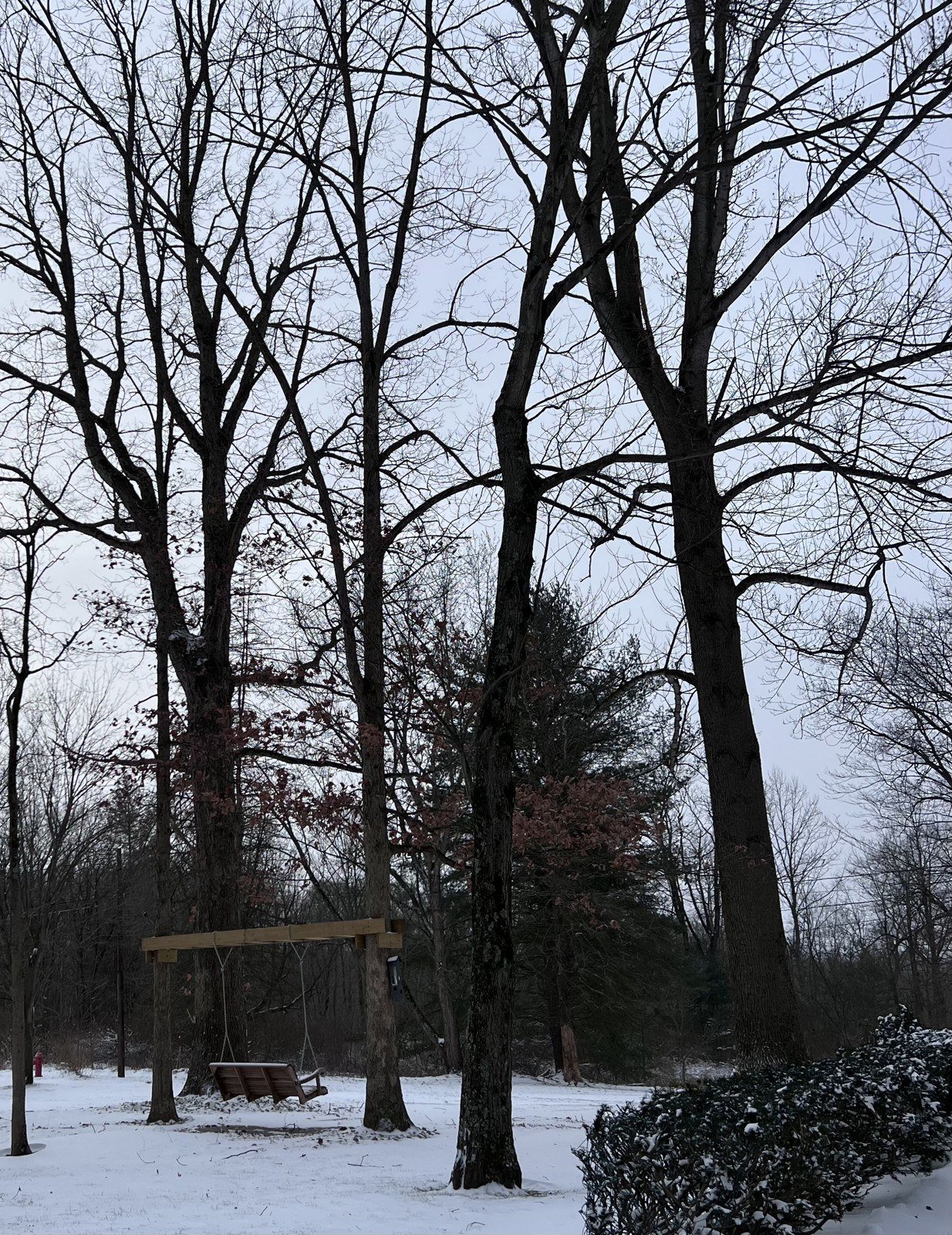 Snow in the trees, December 2022.
