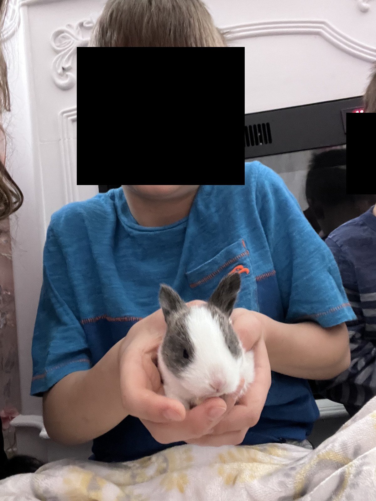 A baby bunny, April 2023.