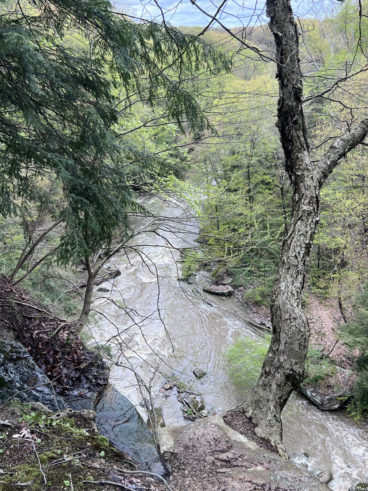 The woods, May 2023.