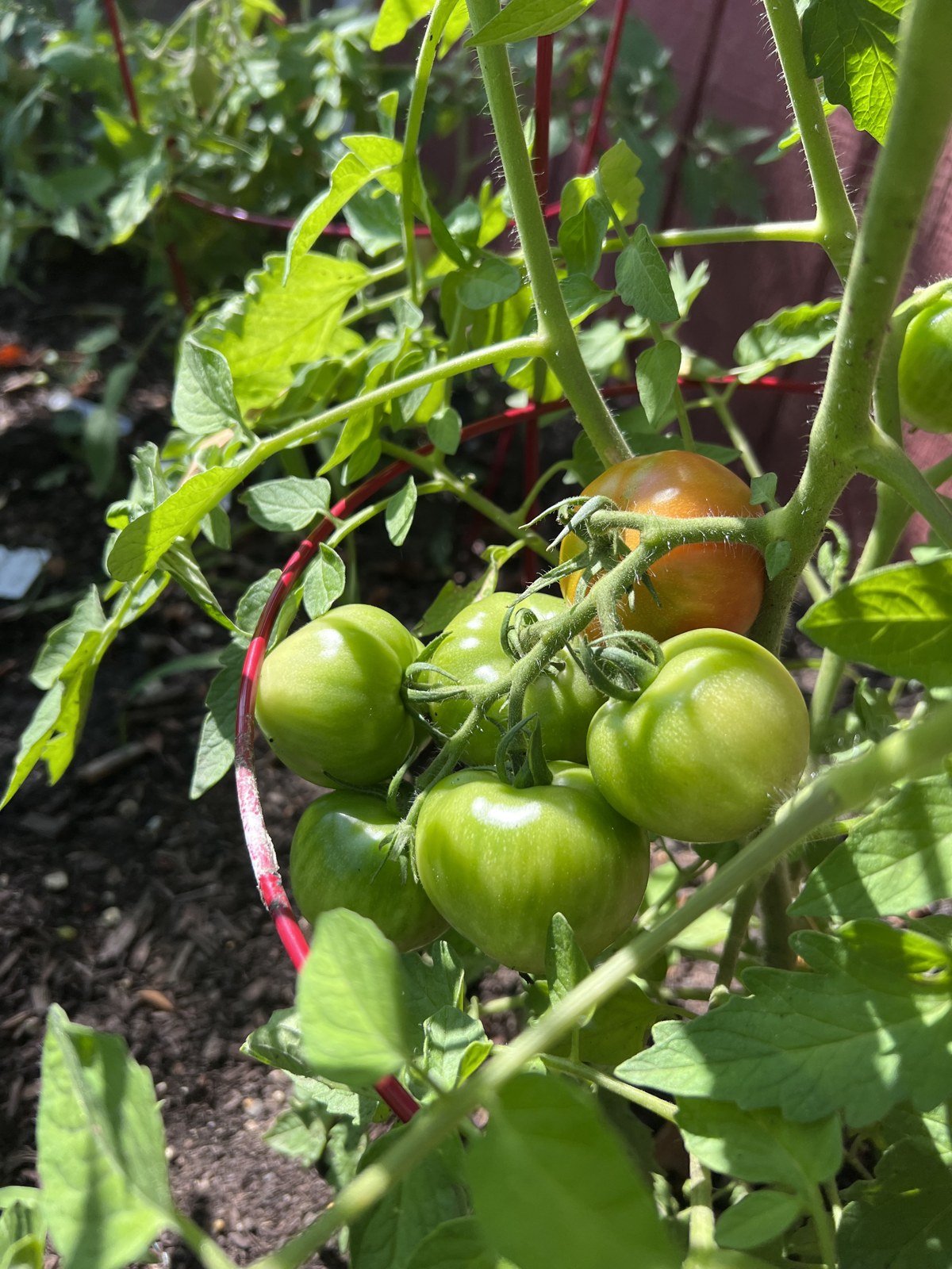 Tomatoes in the garden, July 2023.